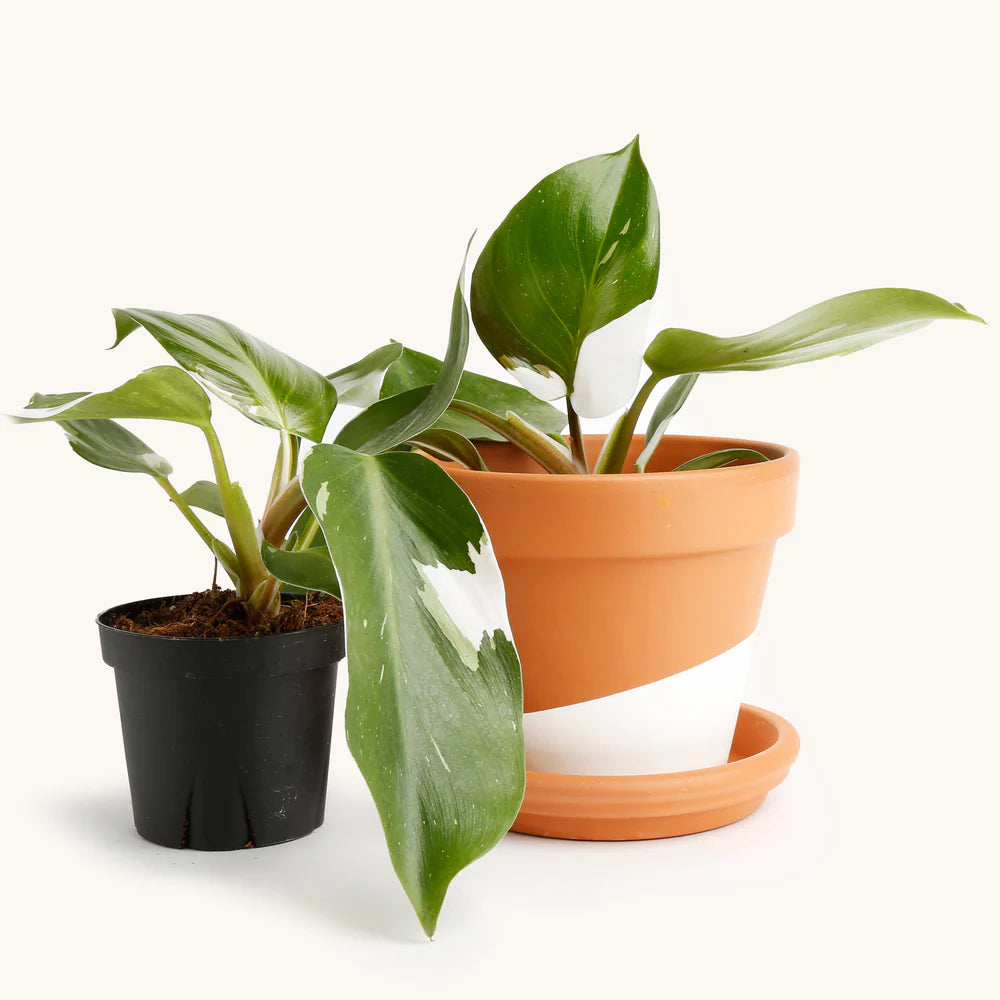 Philodendron
