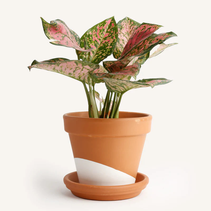 Red Aglaonema